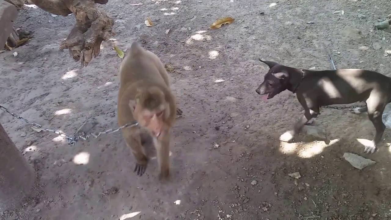 Monkey vs dog real fight - funny dog vs monkey video