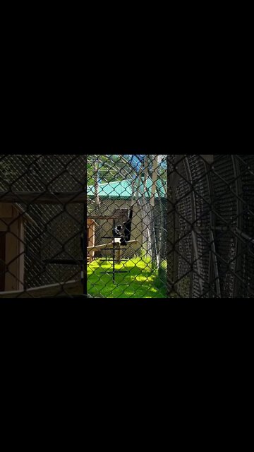 This monkey is getting a buzz off spinning