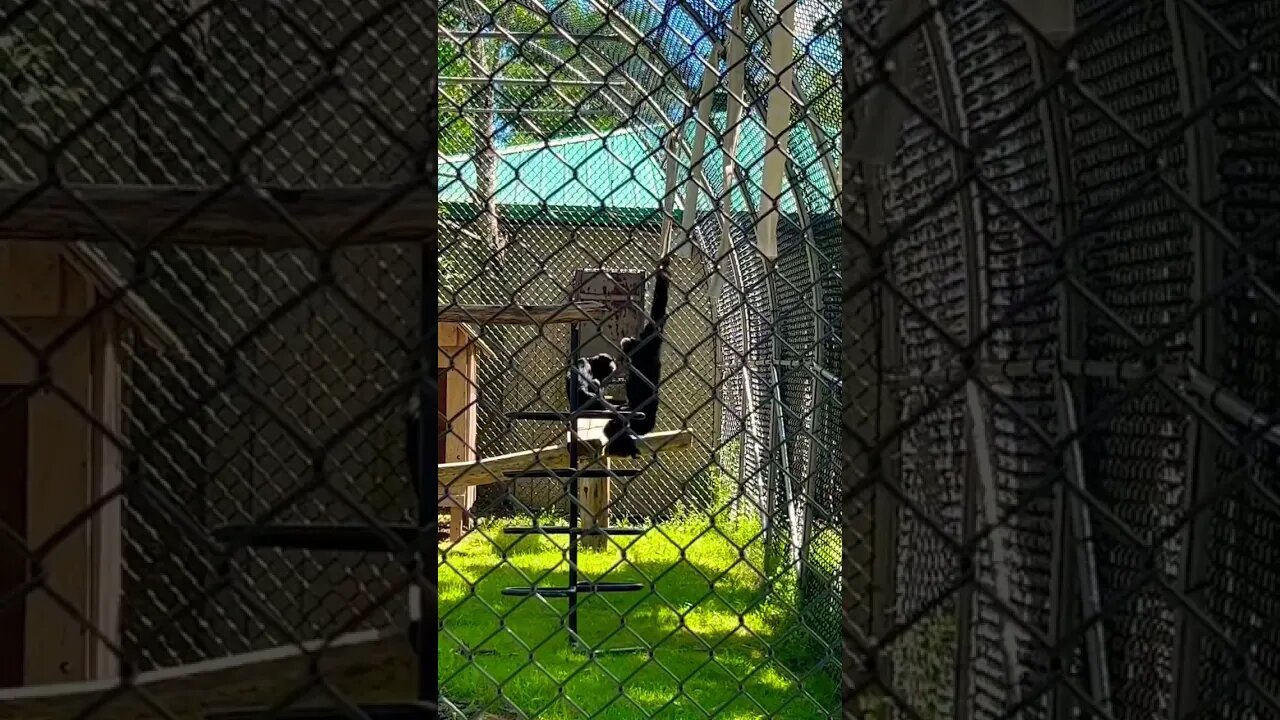 This monkey is getting a buzz off spinning