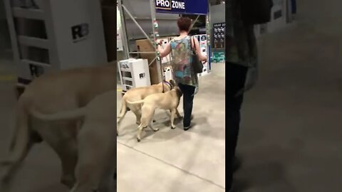 LonelyCreek walking dogs in lowes