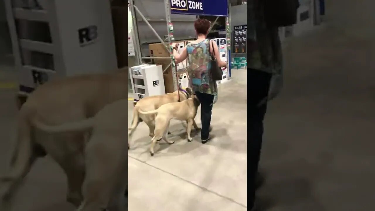 LonelyCreek walking dogs in lowes
