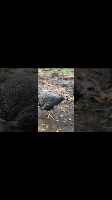 Jessie the guinea fowl keet who thinks she's a chicken