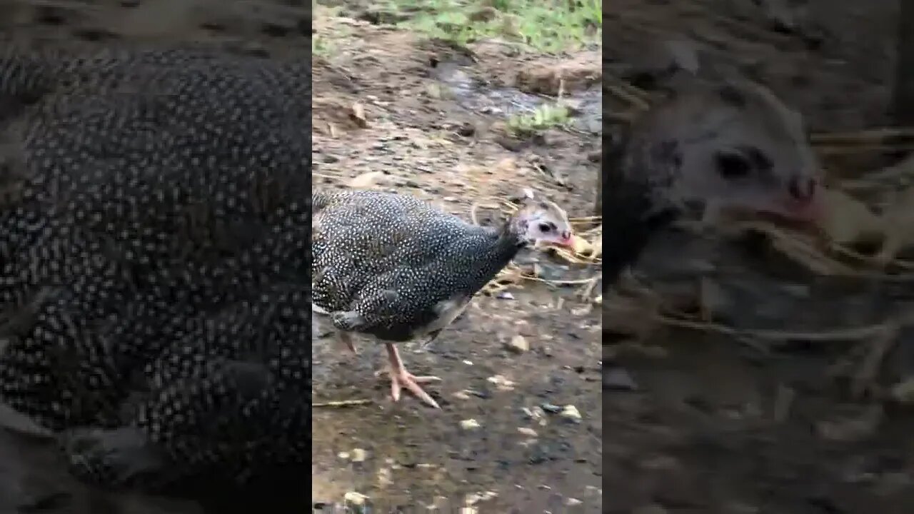 Jessie the guinea fowl keet who thinks she's a chicken