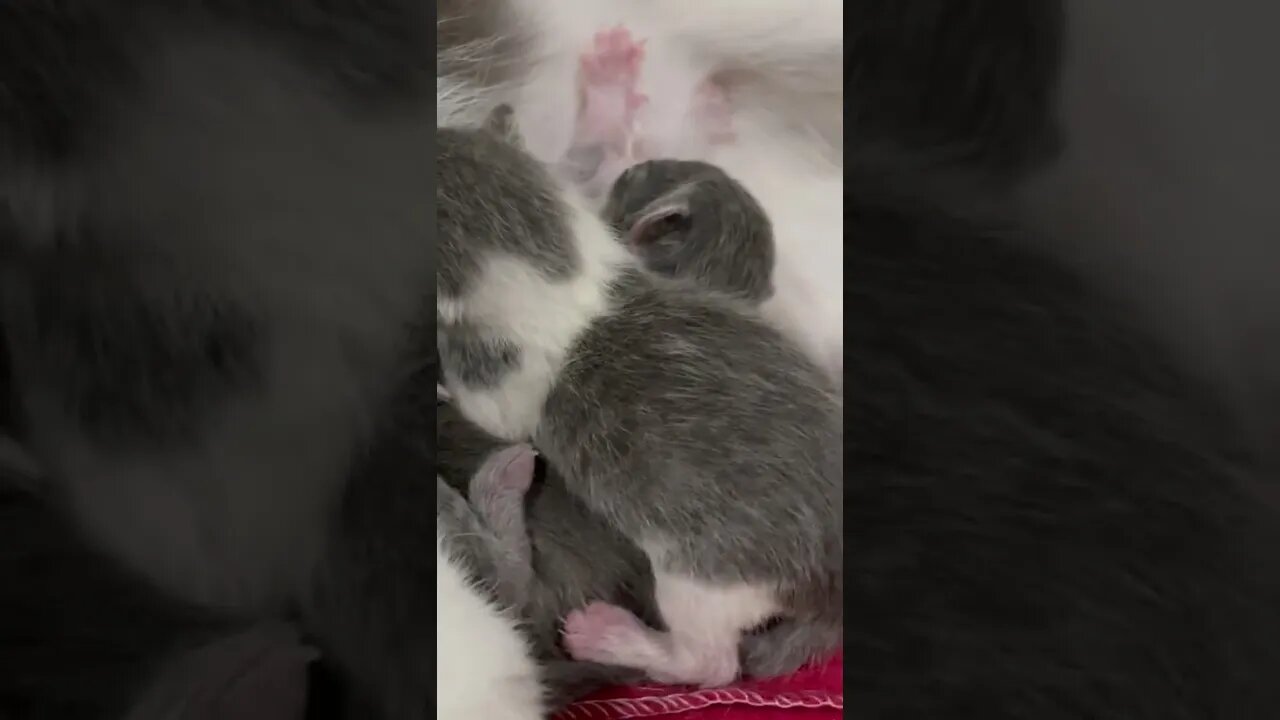 Babycat2