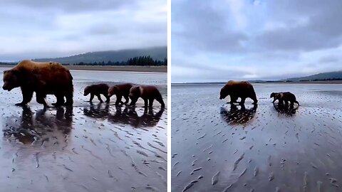 Mother Bear Leads Her Adorable Cubs Across the River