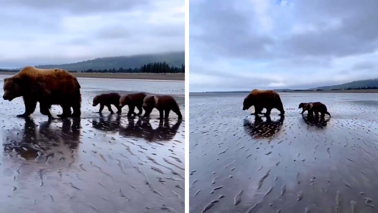 Mother Bear Leads Her Adorable Cubs Across the River