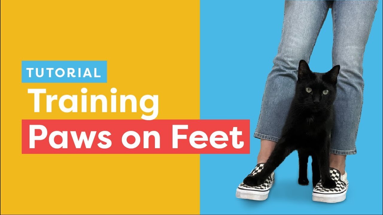 Teach Your Cat The Paws On Feet Trick