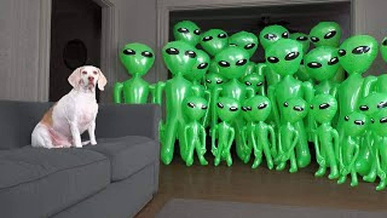 Dog Unmoved by Alien Invasion Prank: Funny Dog Maymo vs Aliens