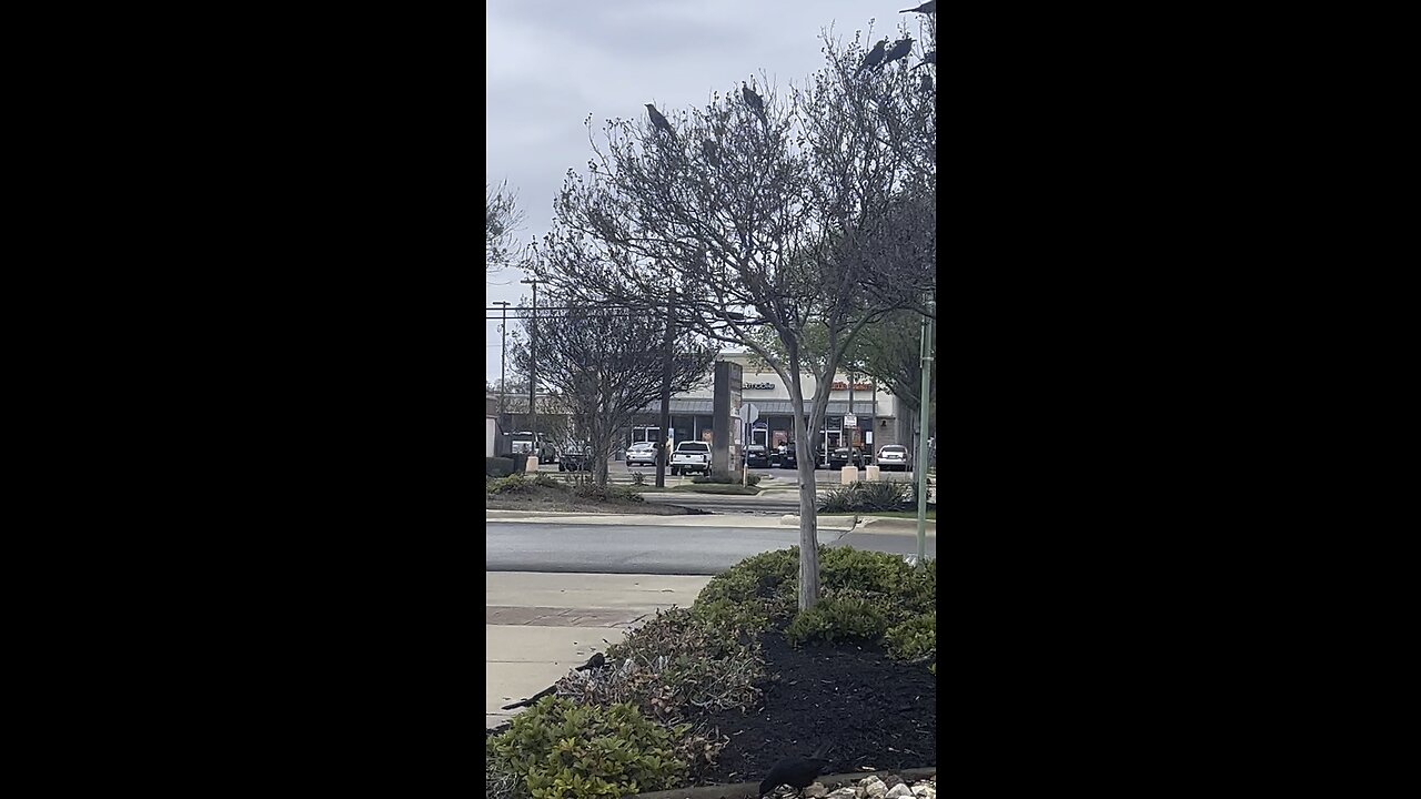 Birds in the Parking Lot