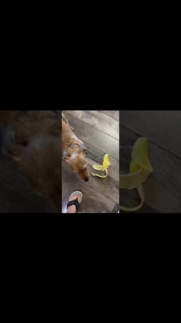 Banana loving dog￼