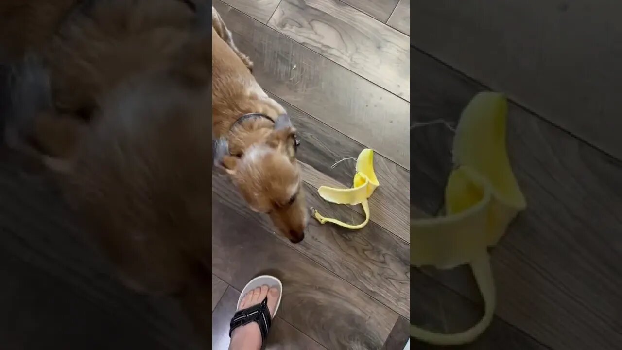 Banana loving dog￼