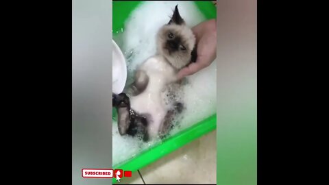 cute cat videos 😹 funny videos 😂1732