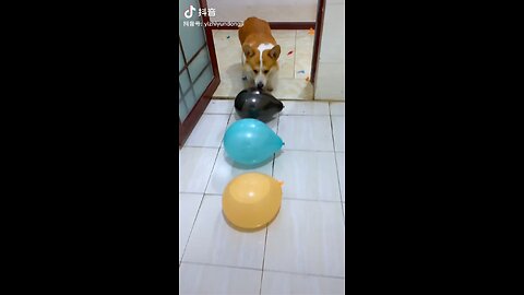 Prank with Dog