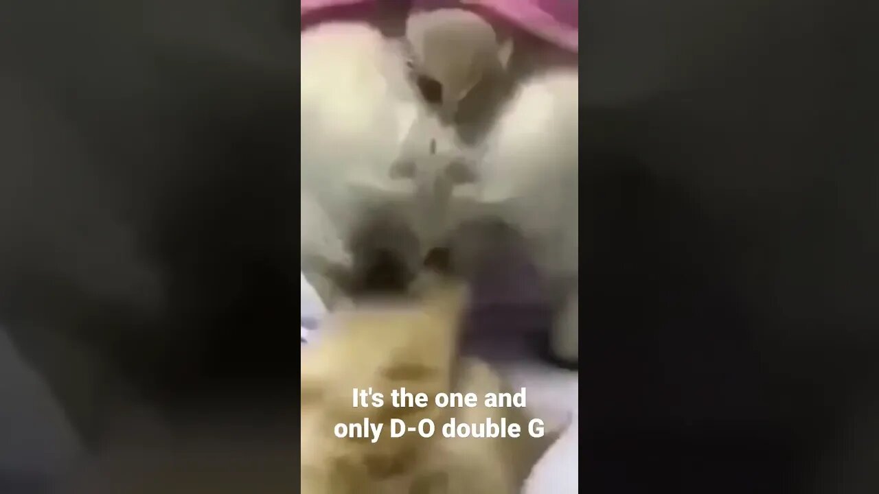 MEME is the one and only D-O double G #shorts