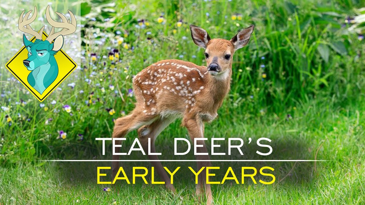 TL;DR - Teal Deer's Early Years [3/May/16]