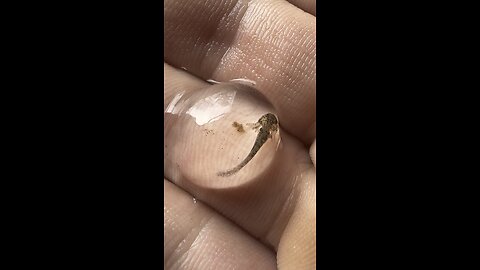 Axolotls