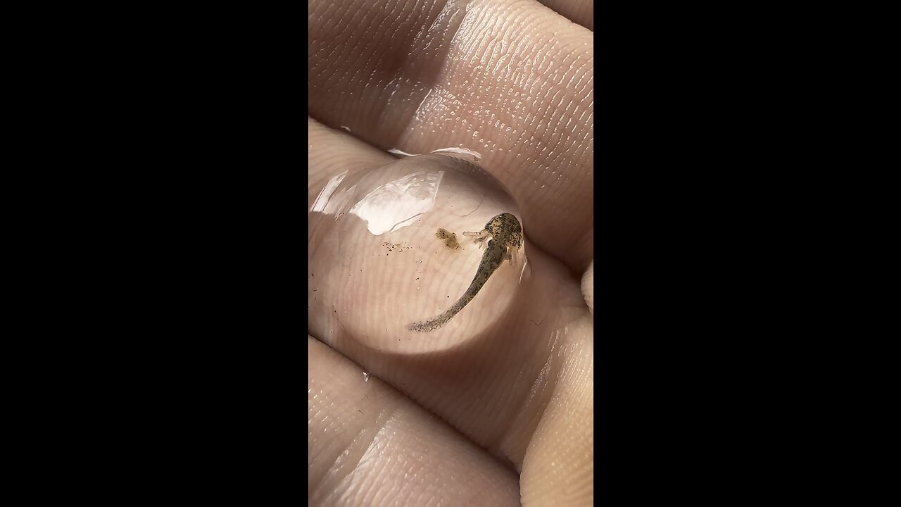 Axolotls