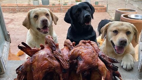Duck day for the dogs 🐶