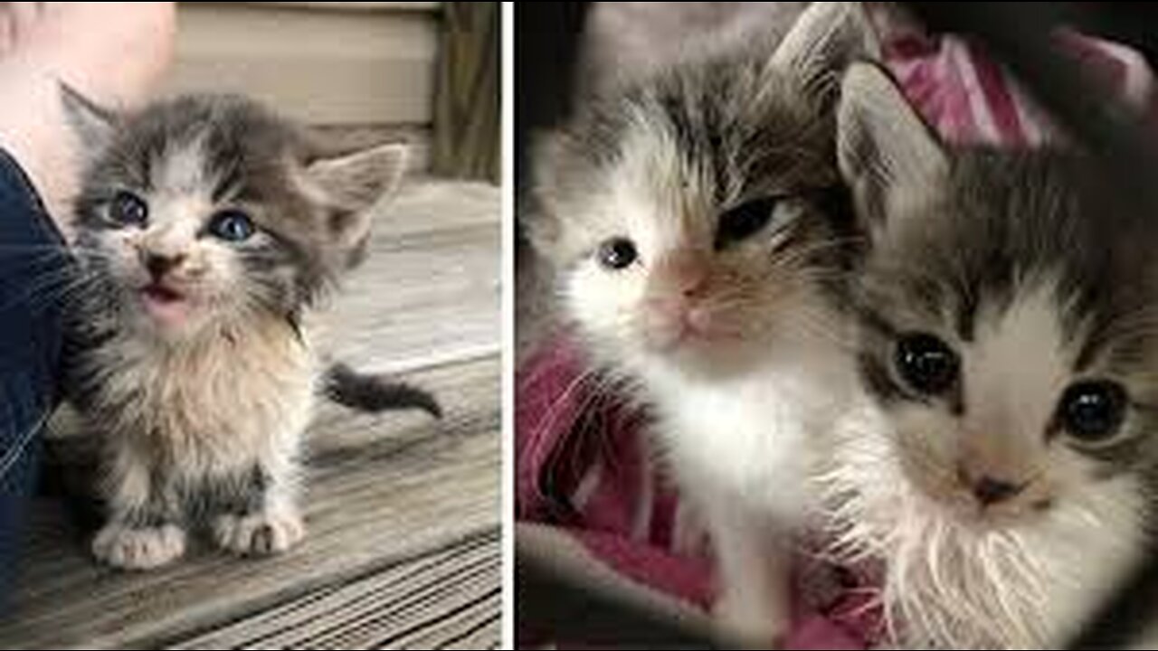 Baby Cats Funny Cat Videos🤣