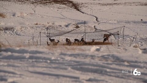 Efforts continue to save Glenns Ferry winery grapes from deer