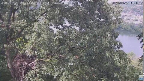 Hays Eagles Mom flies by and comes into the nest 145PM