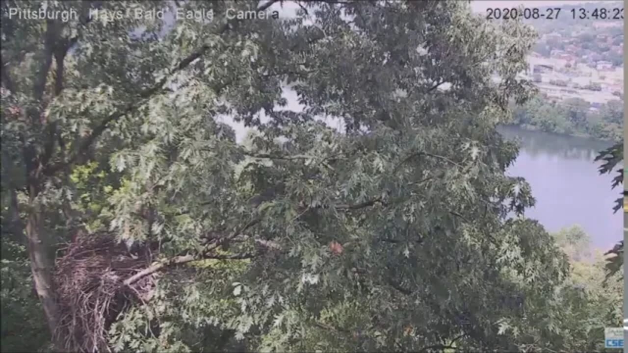 Hays Eagles Mom flies by and comes into the nest 145PM