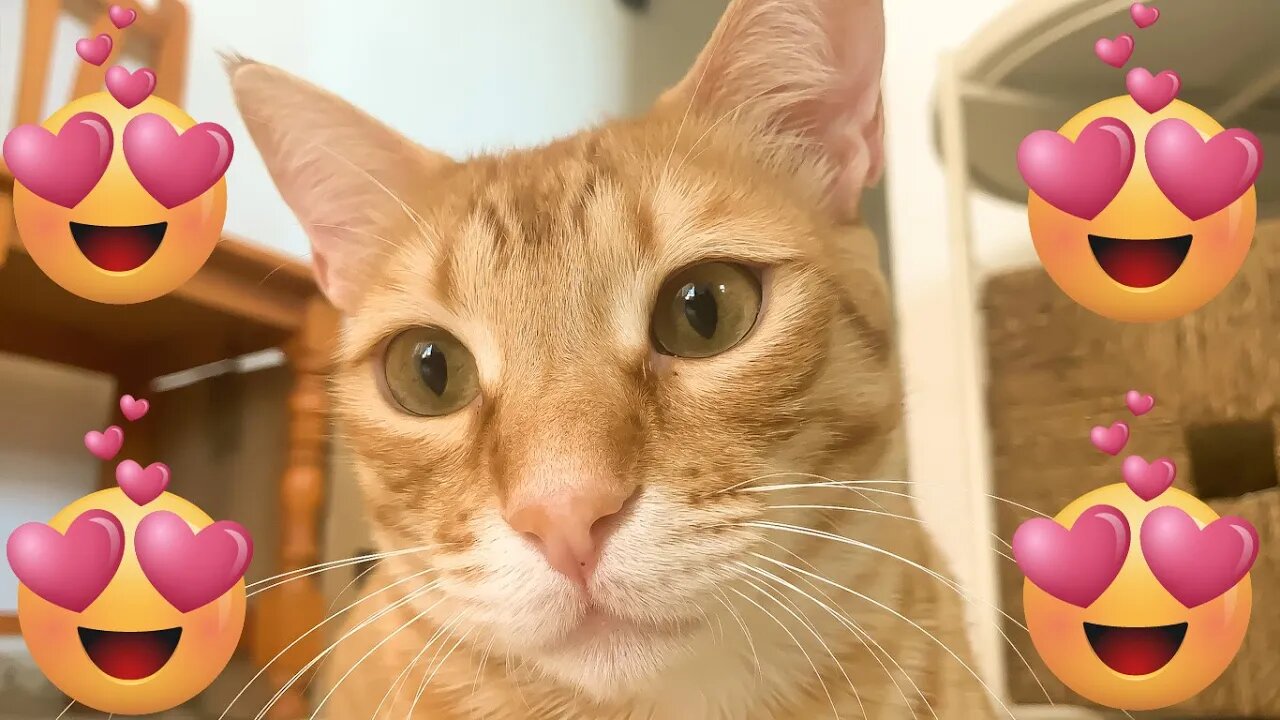 Cute Cat Being Cute 🥰