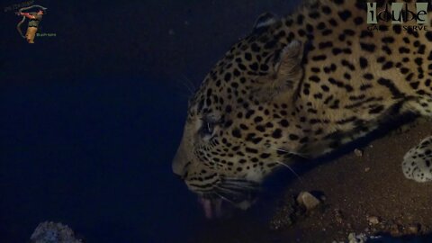 Nocturnal Leopard Thirst