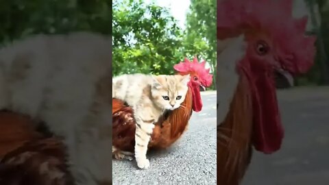 cat video #shorts #cat #funny