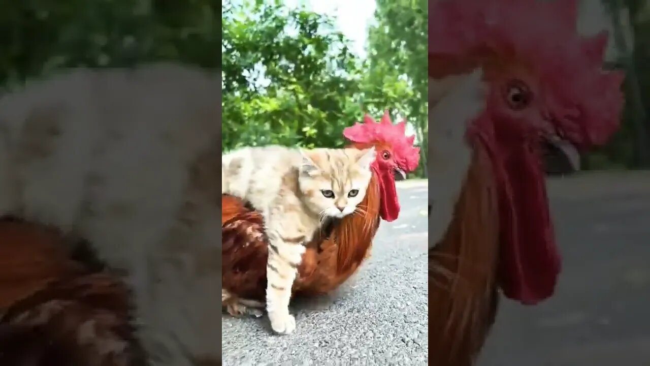 cat video #shorts #cat #funny