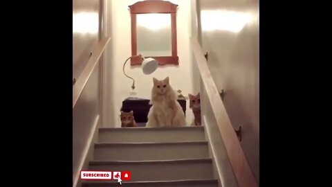 cute cat videos 😹 funny videos 😂1799