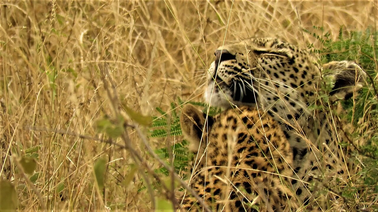 Affectionate moment caught between leopard mother & daughter