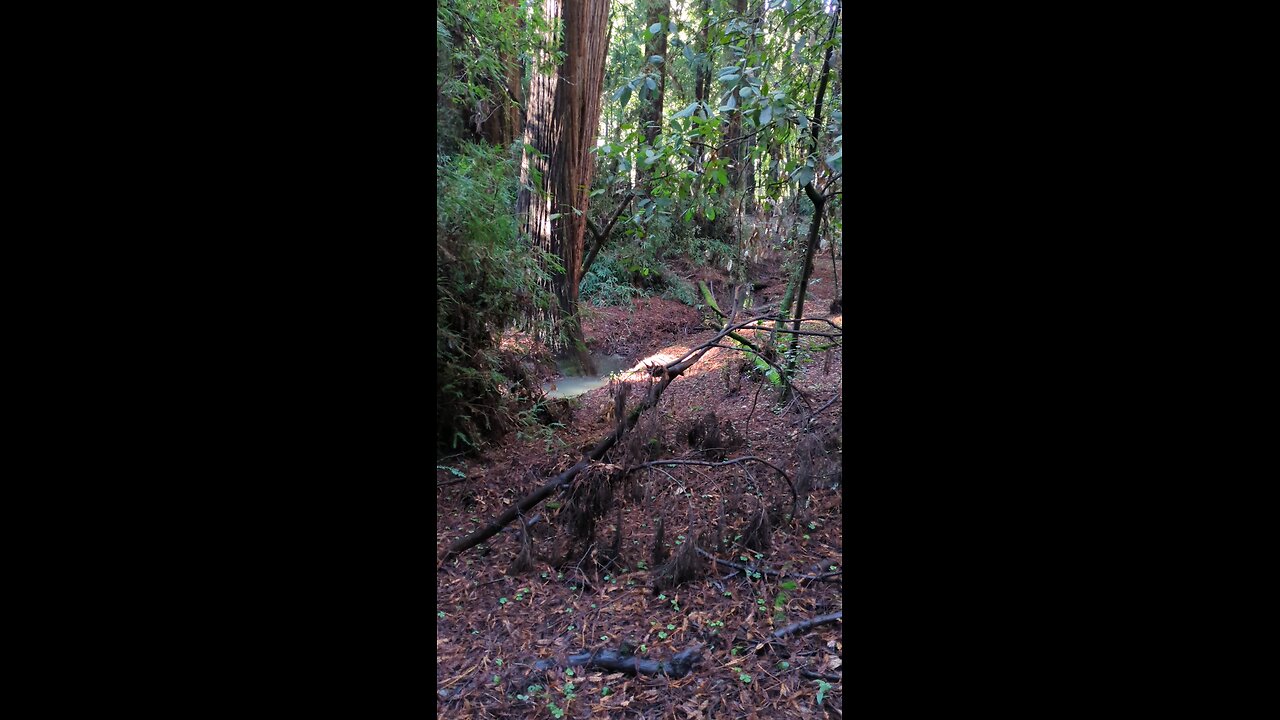 Henry Cowell redwood state park found water