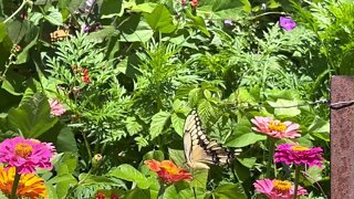 Swallowtail butterfly