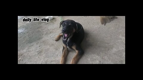 The dog complained when the owner glared with a string for being too naughty