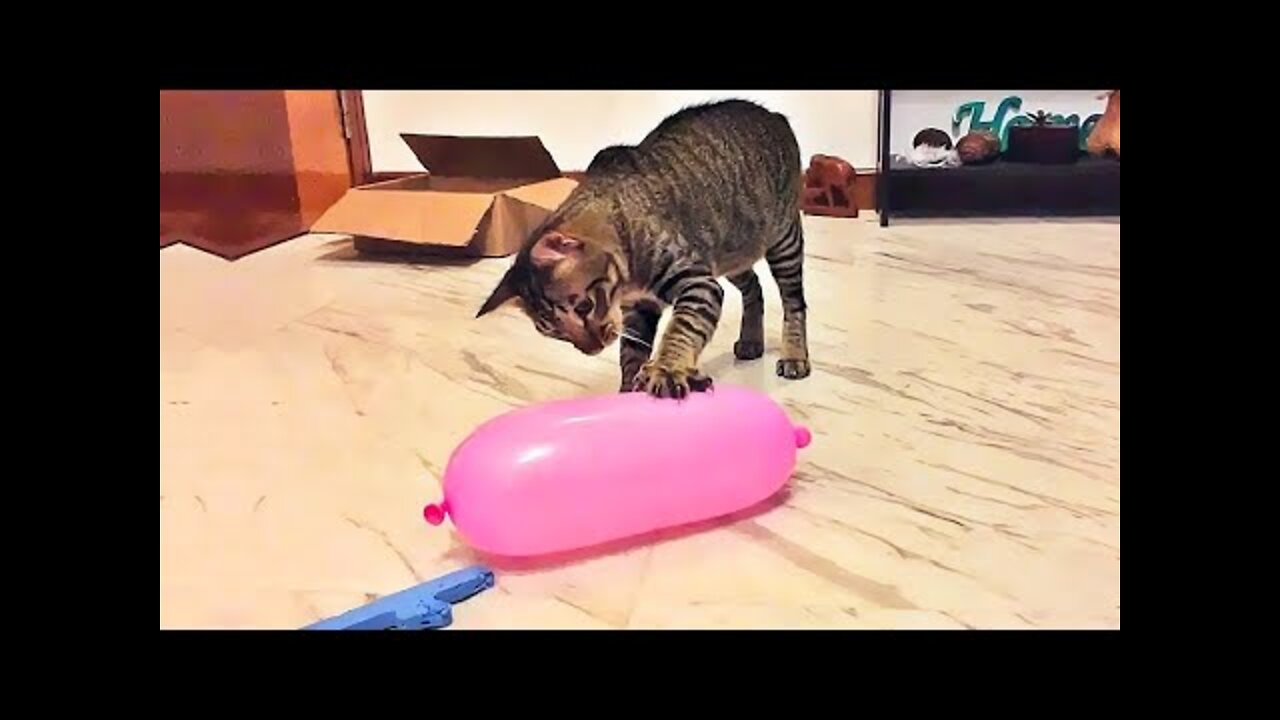 Funniest Cats 😹 - Don't try to hold back Laughter 😂 - Funny Cats Life