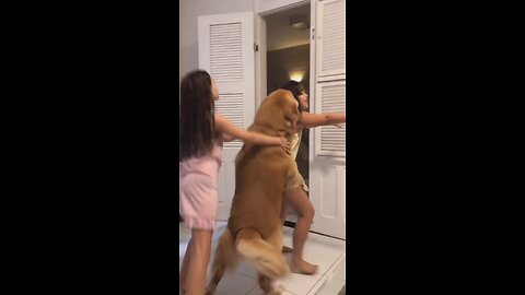 Dance with your dog