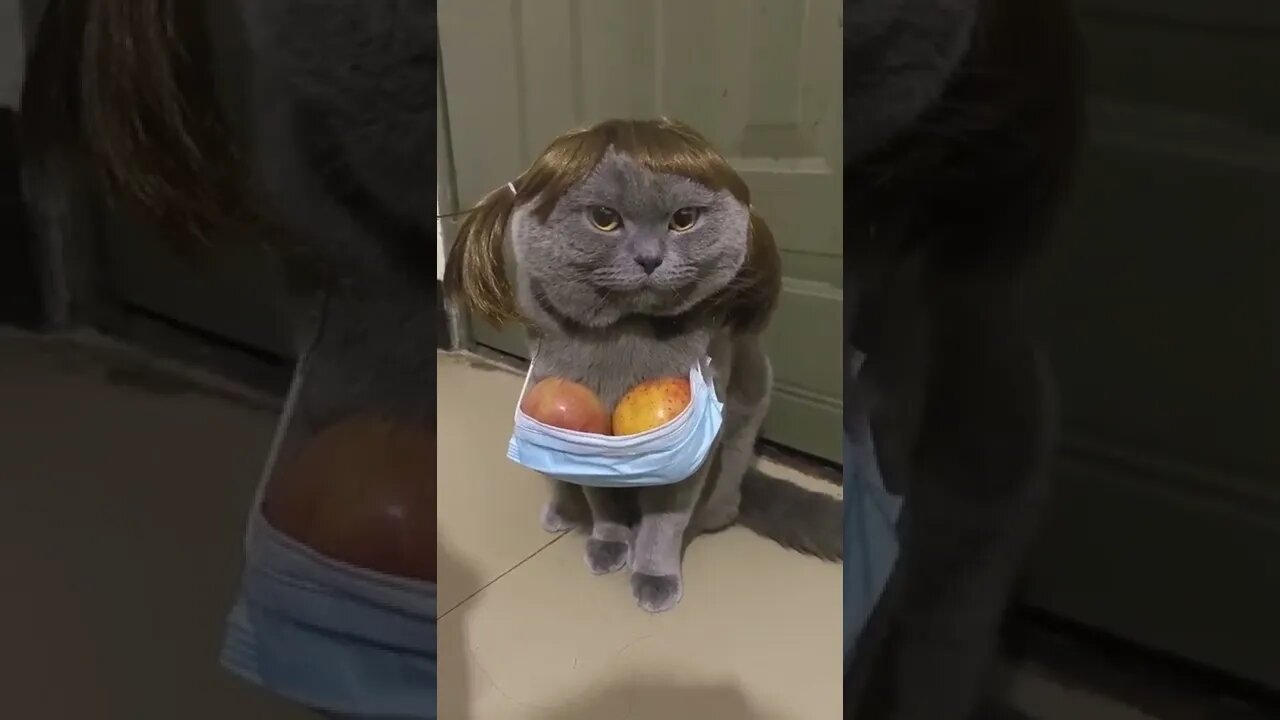 funny cat 🐈🤩😊👌😉