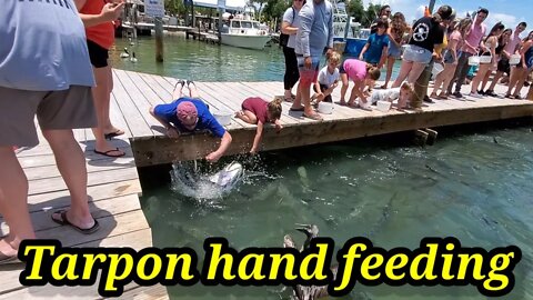 FEEDING TARPON at Robbie's Islamorada- Florida Keys🇺🇸 June 2021