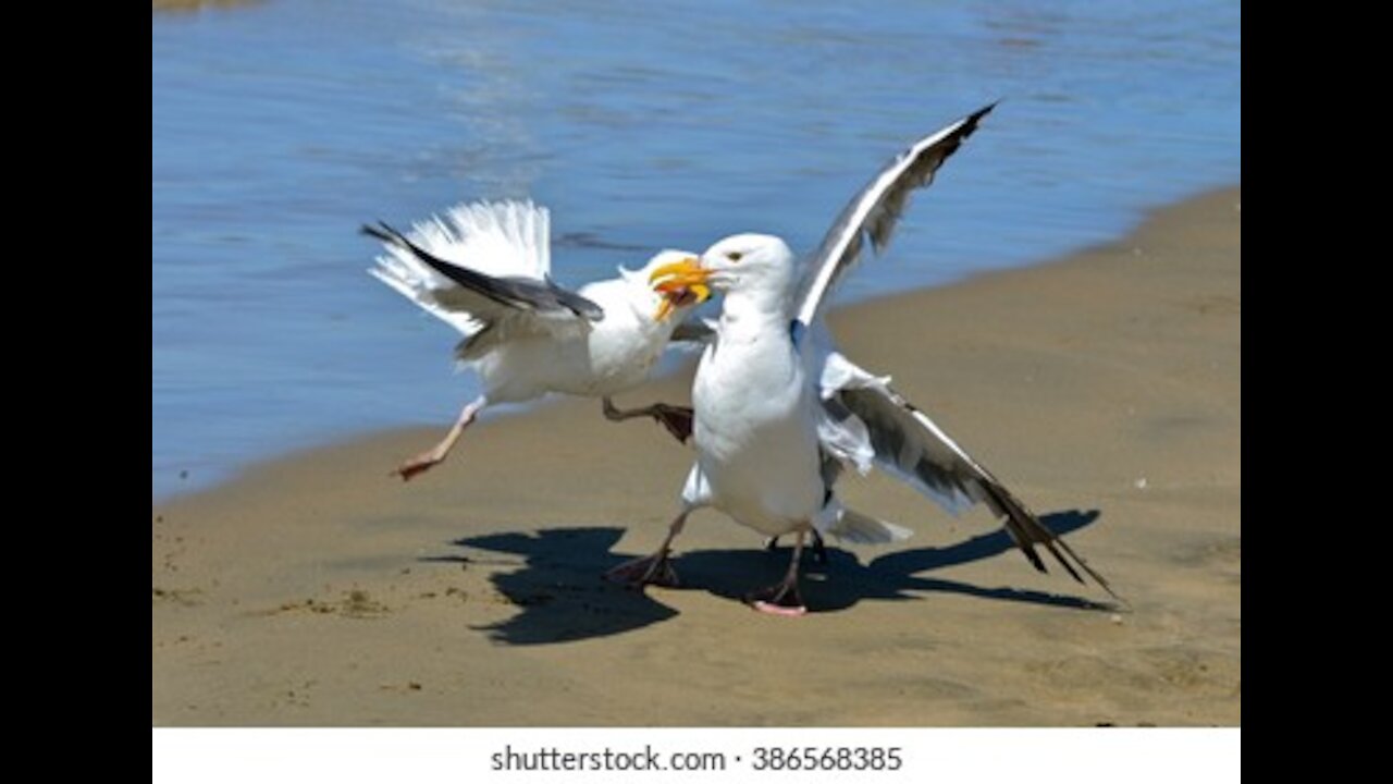 Seagulls fighting until the law gets involved. bird