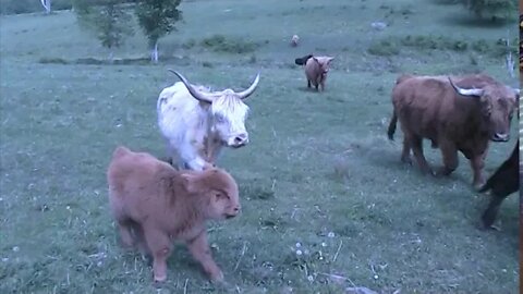 Cattle Stampede - Herd moving off Plane Landing Strip. They come down HILL from Upper Pasture FAST!