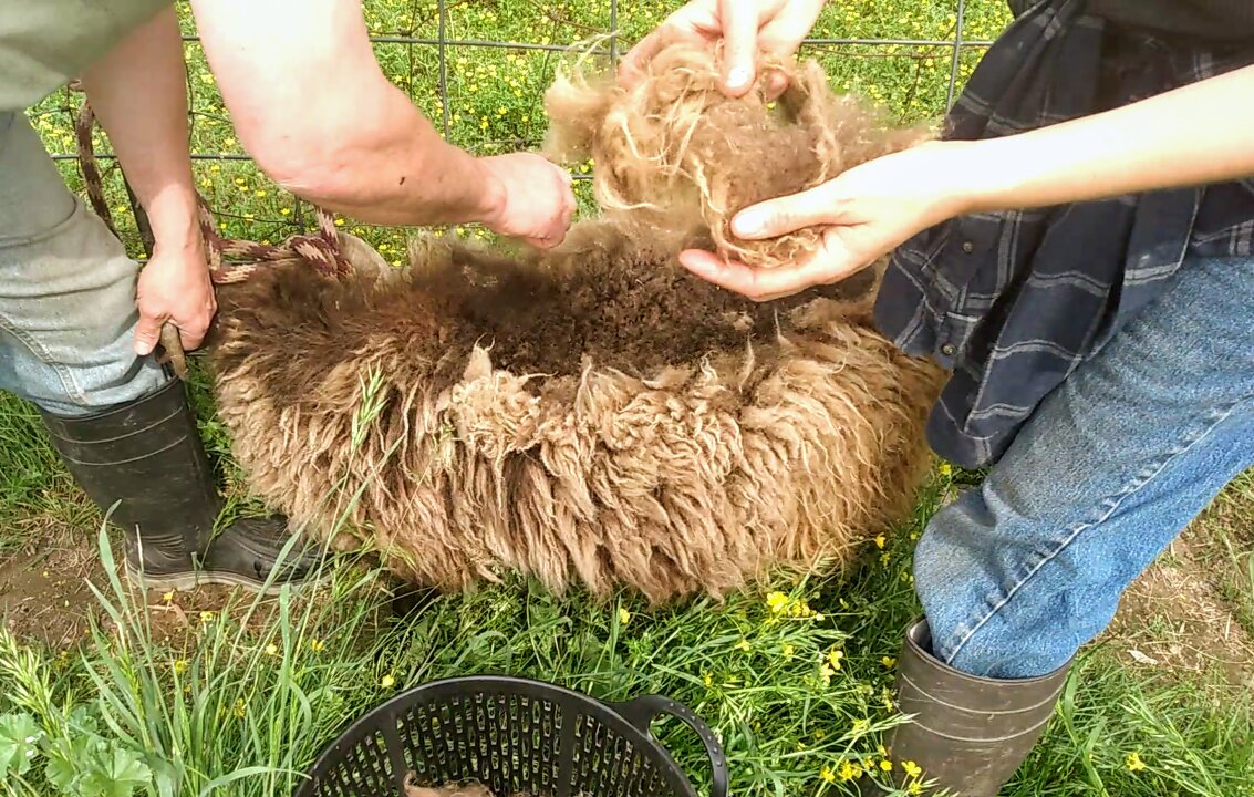 Video Short: Rooing & the Preorbital gland on an Icelandic sheep