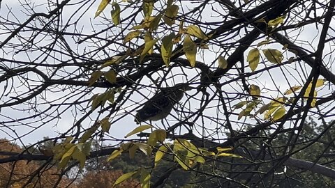 Bambi bird. Brownish with white spots 😂
