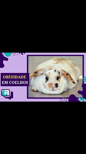 COELHO GORDO - Como evitar COELHO OBESO