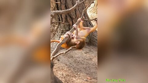 Cute Baby Monkeys Playing Around