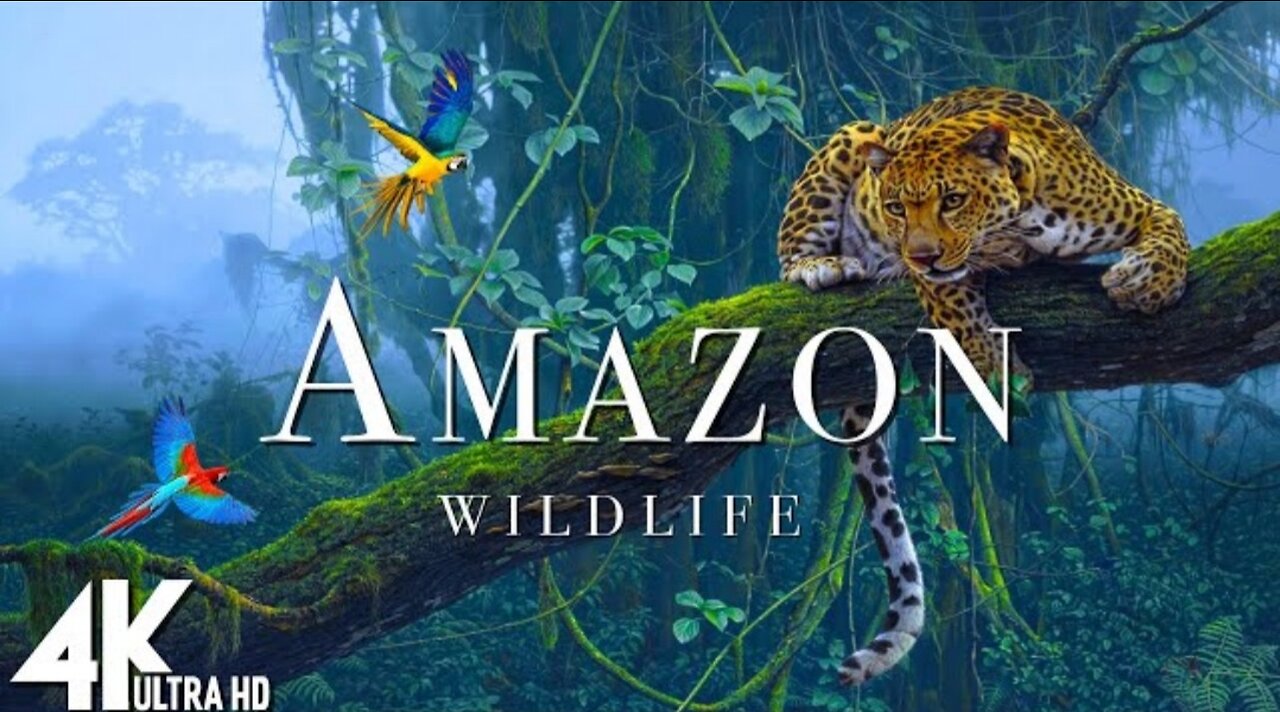 Amazon Wildlife In 4K - Animals That Call The Jungle Home | Amazon Rainforest | Relaxation Film