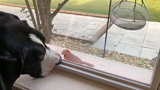 Cat Watches Great Dane Give Kisses To Friendly Red Cardinal