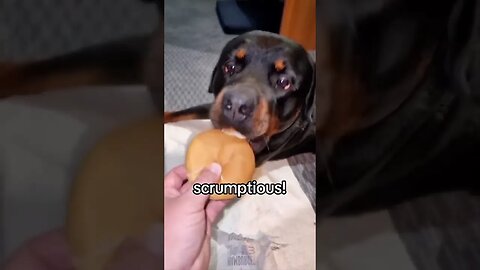 My dog has his first McDonald's his reaction 🤣🍔👍 #dog #rottweiler #puppy