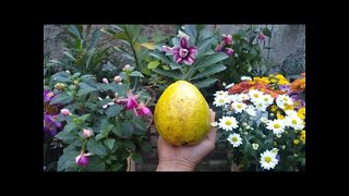 Essa goiabeira produz frutos com até 1 kilo