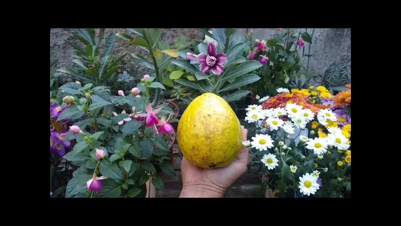 Essa goiabeira produz frutos com até 1 kilo